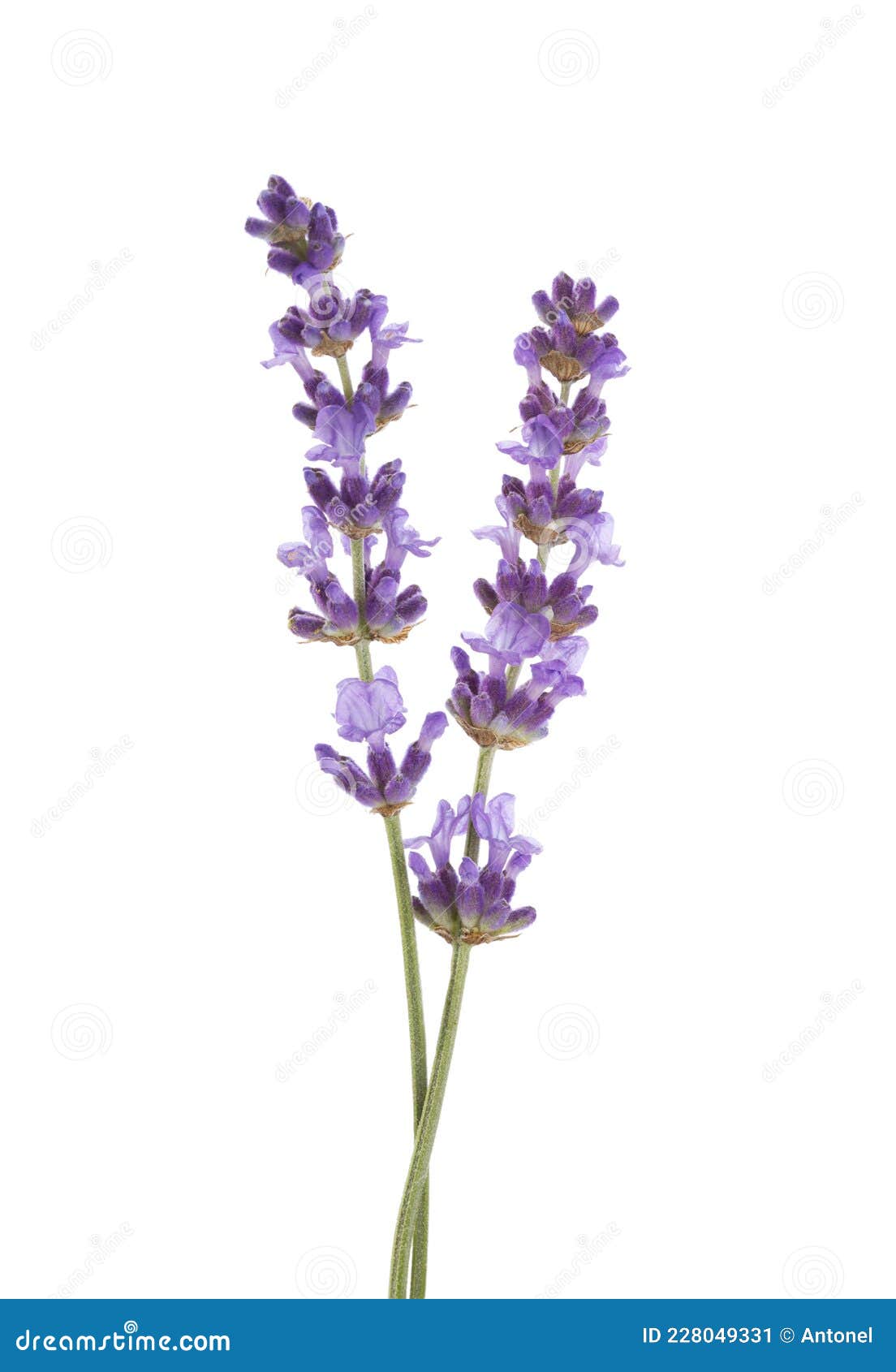 two sprigs  of lavender  on white background