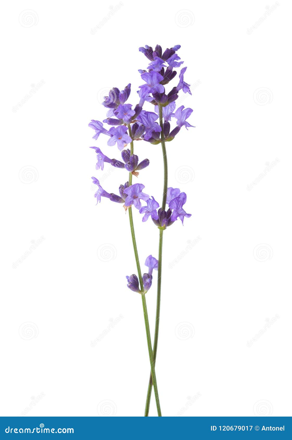 two sprigs of lavender  on white background