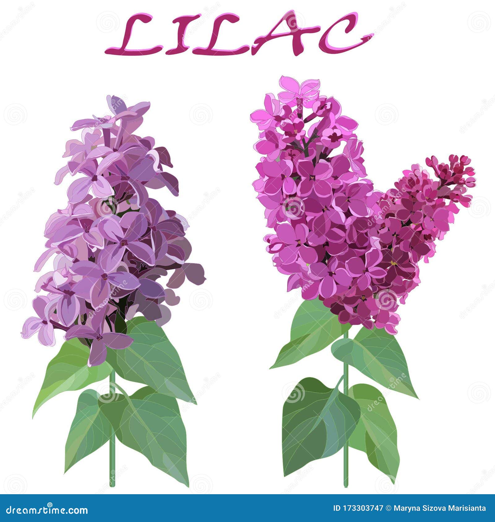 Two Sprigs of Lilac on Stems with Leaves Isolated on White Background ...