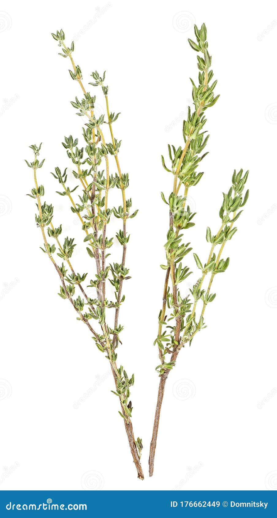 Two Sprigs of Thyme Isolated on White Background Stock Image Image of
