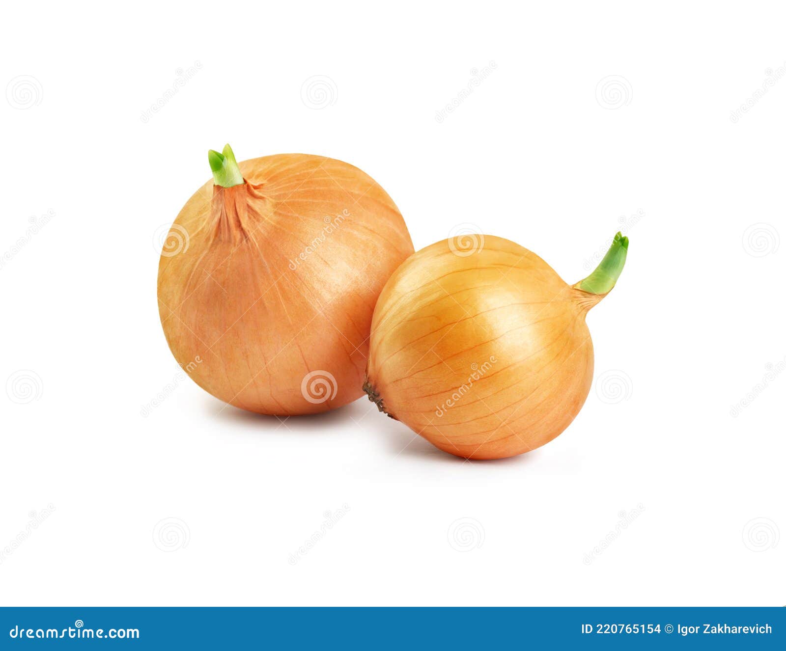Sprouted Onions On A White Background. Onion Grows In A Vessel, Close