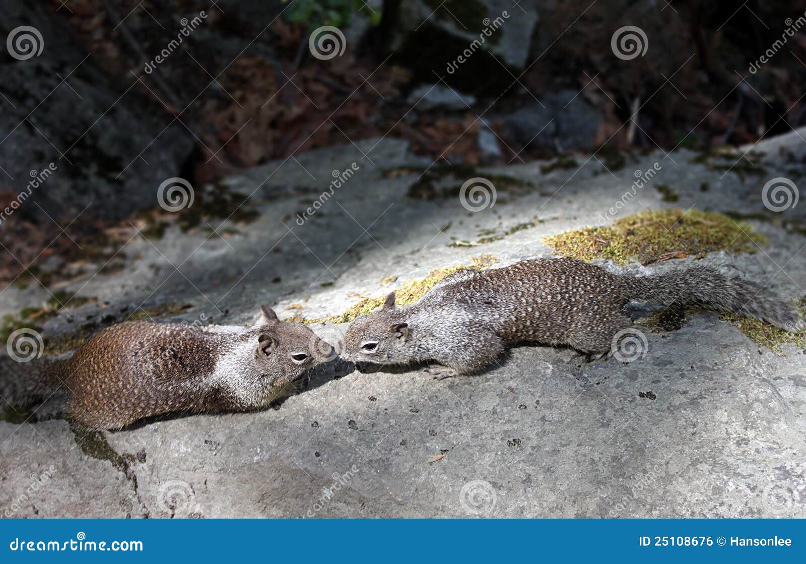 Two squirrels kissing stock photo. Image of moss, gray 25108676