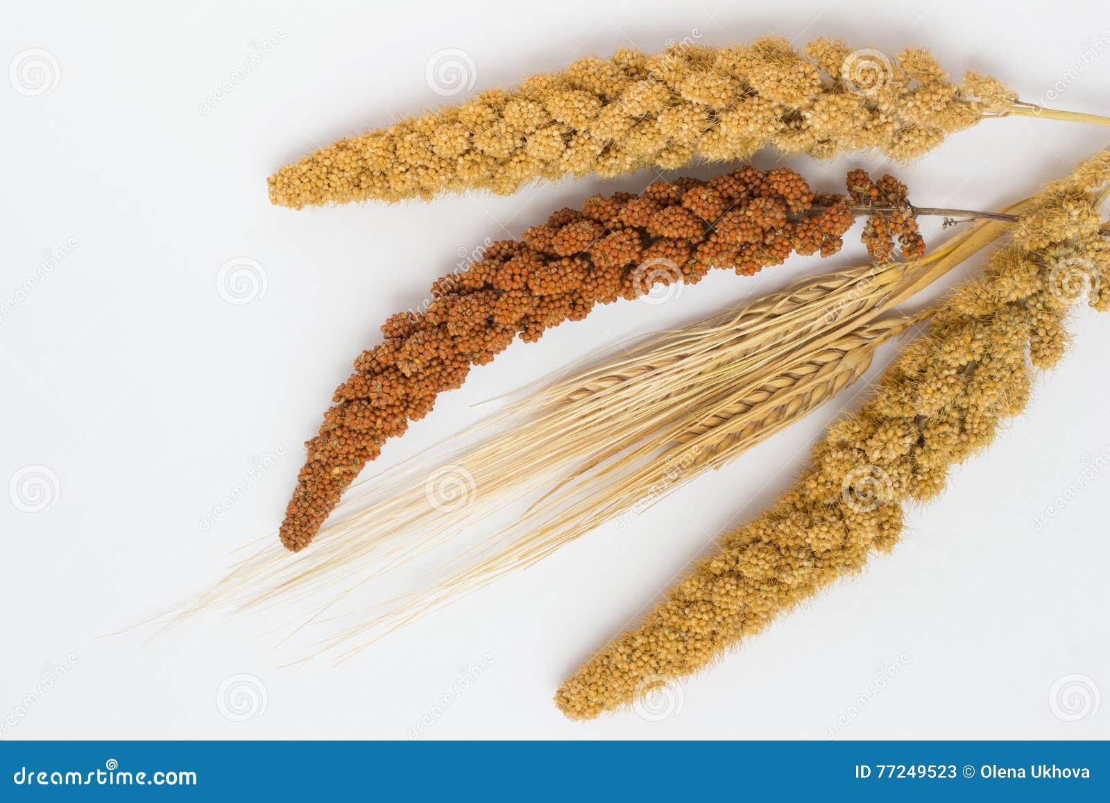 Two Stalk of Wheat, Two Twig Yellow Millet and One Red Millet Stock