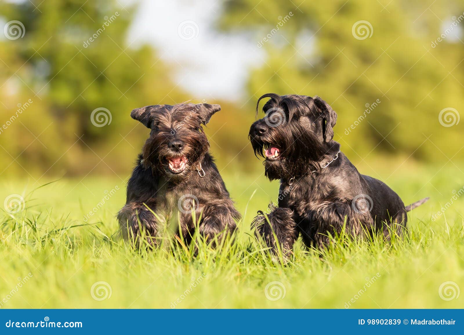 Two Standard Schnauzer Running on the Meadow Stock Image Image of