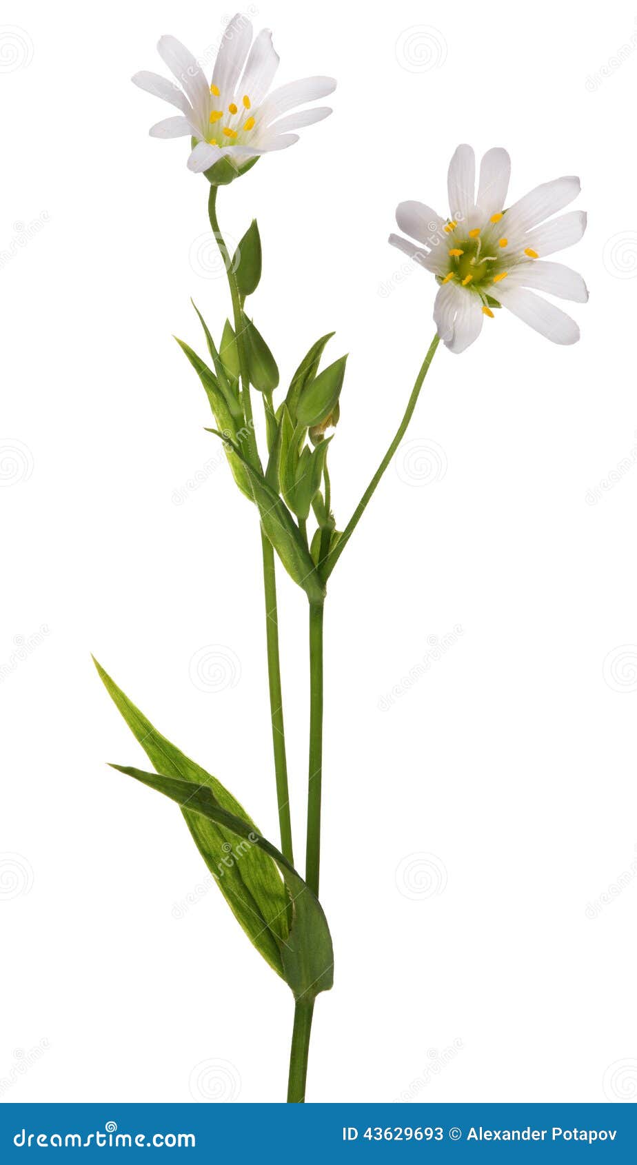 two stellaria flowers  on white