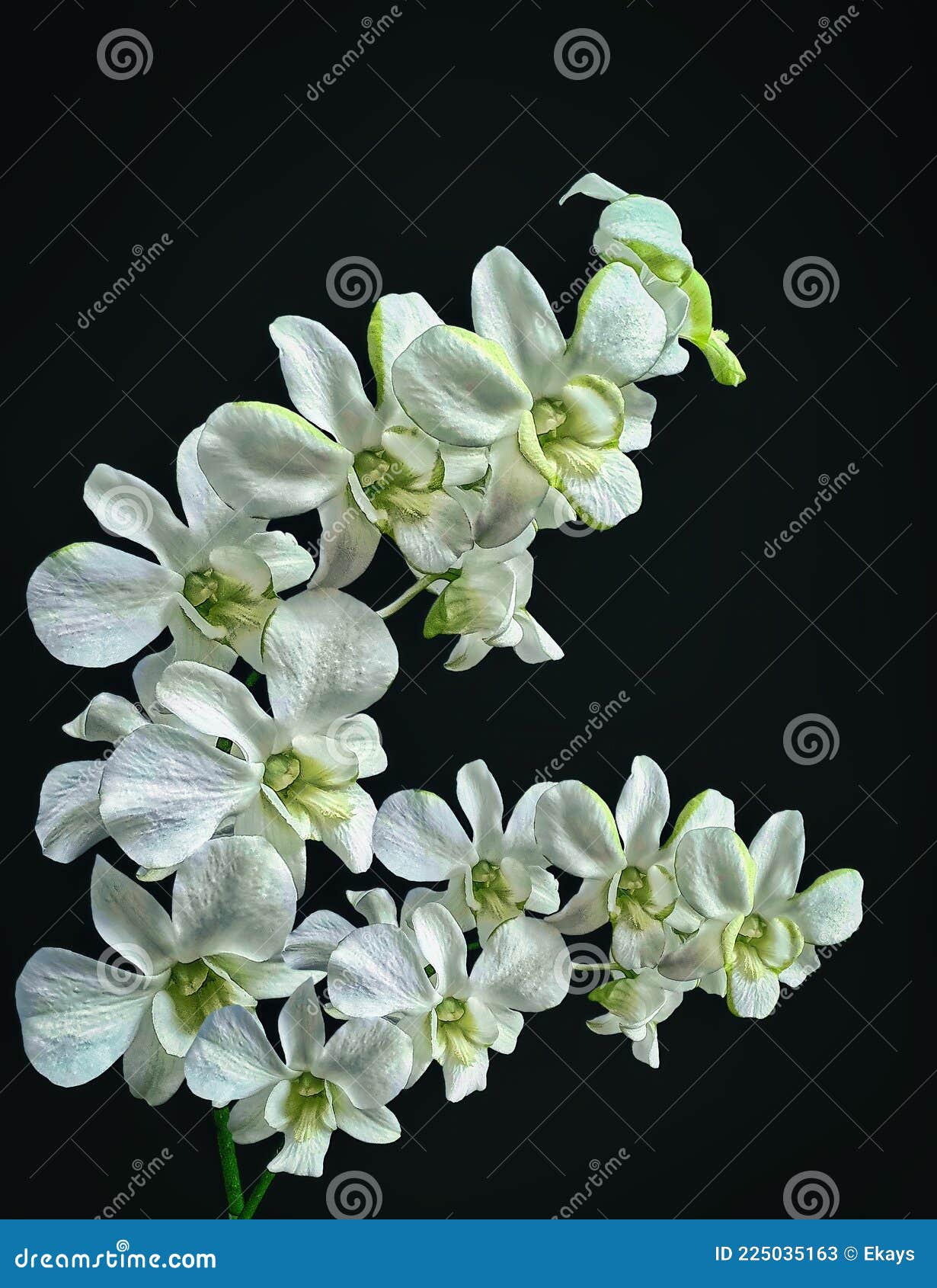 Two Stems of Beautiful White Orchid on a Black Background Stock Image