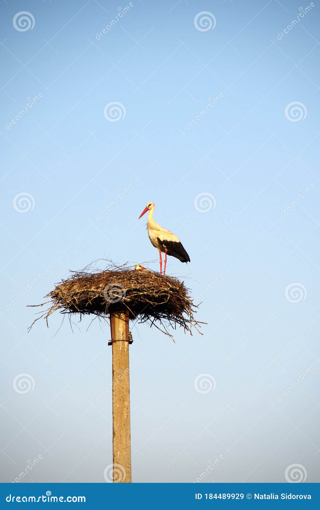 two storks in the nest on the pole