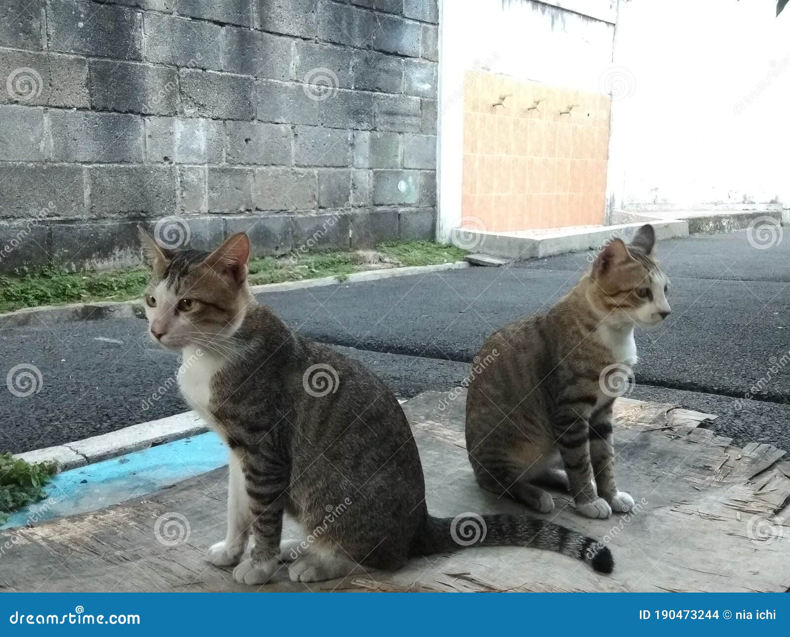 Two stray cats. stock photo. Image of carnivore, whiskers 190473244
