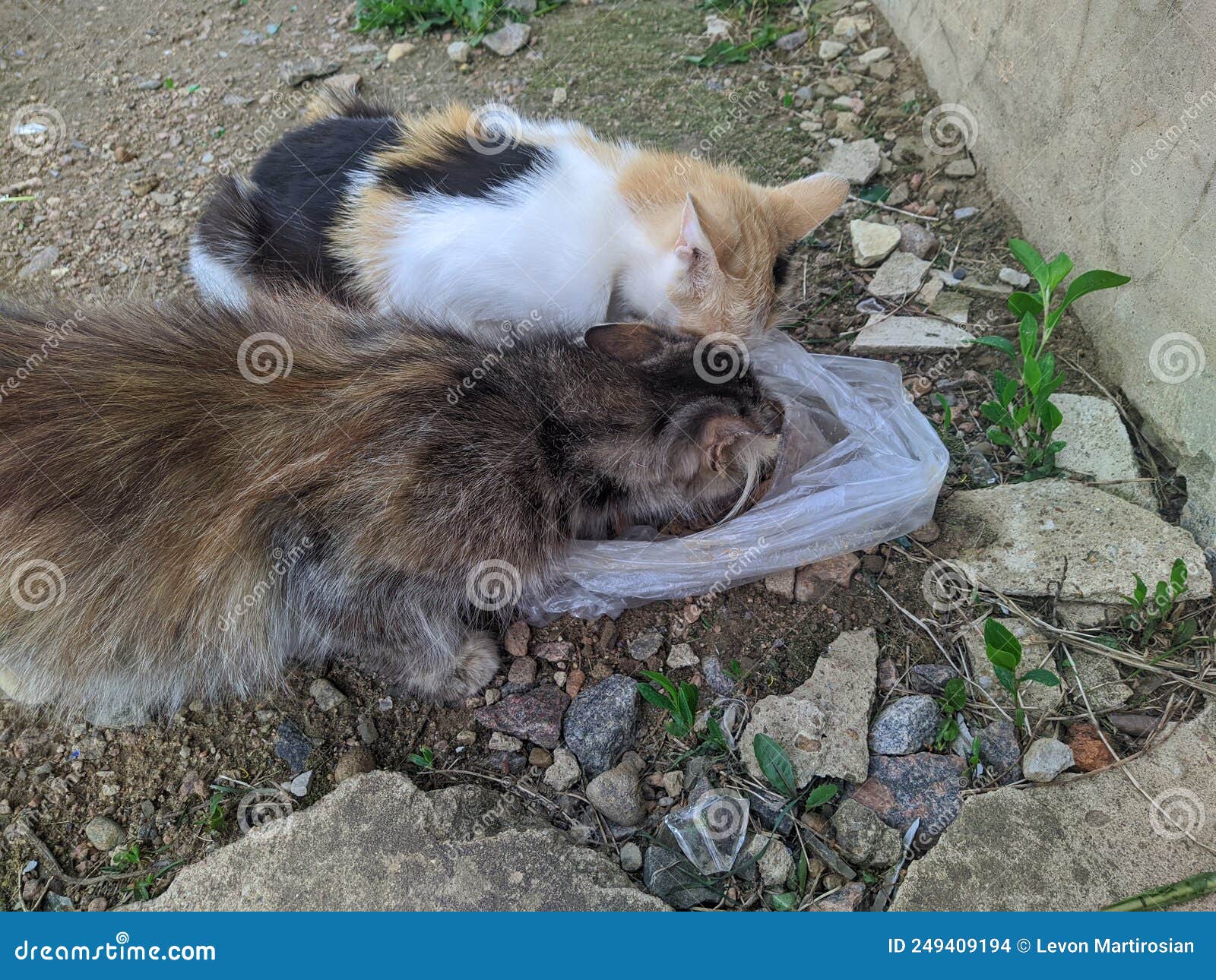 Two stray cats eat food. stock photo. Image of background 249409194