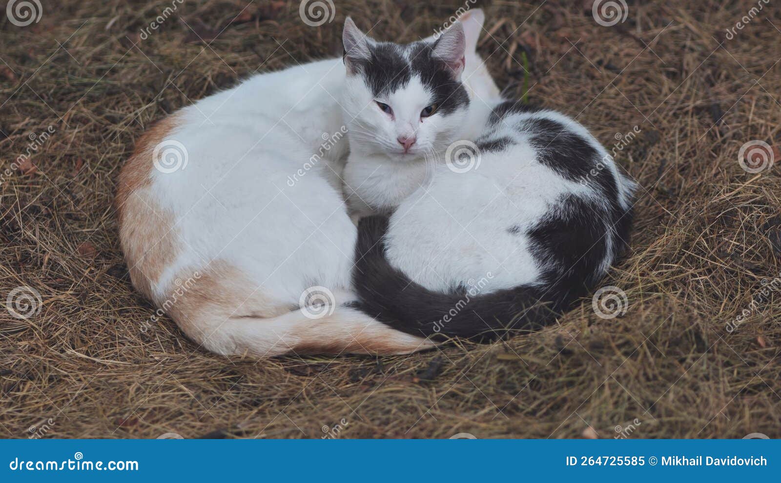 Two Stray Cats Sleeping in the Hay. Stock Image Image of friendship