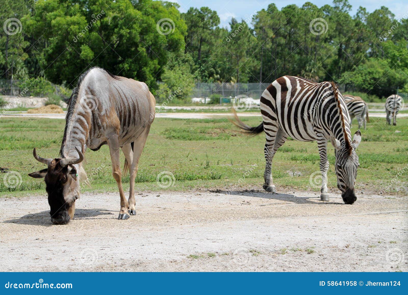 Two Striped African Animals Stock Photo Image 58641958
