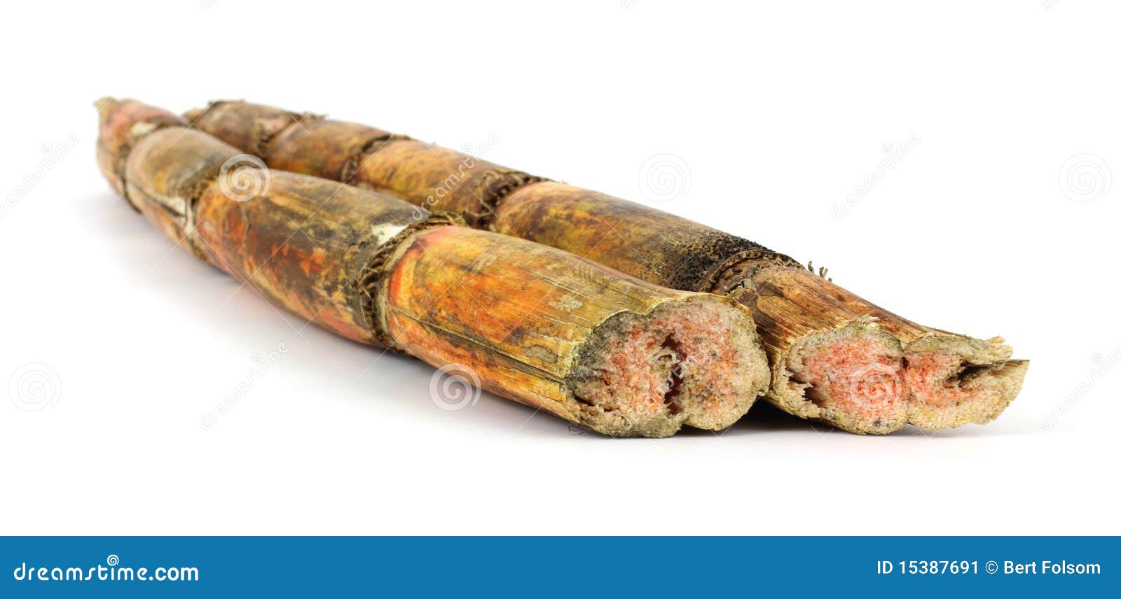 Two sugar cane stalks stock image. Image of exterior 15387691