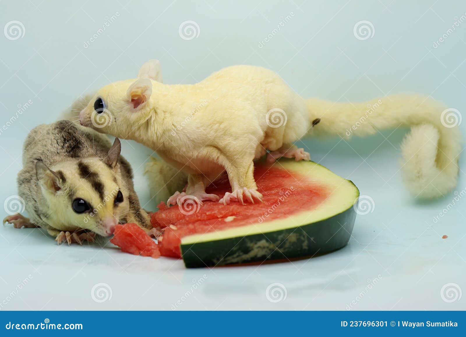 Two Sugar Gliders are Eating Watermelon. Stock Image Image of