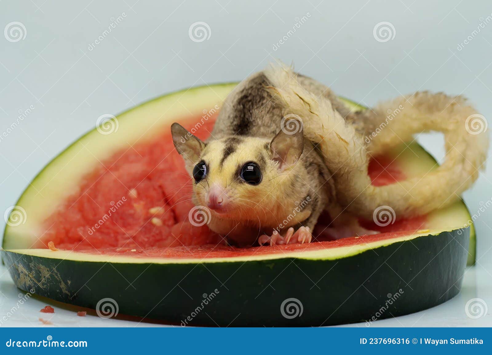 Two Sugar Gliders are Eating Watermelon. Stock Photo Image of