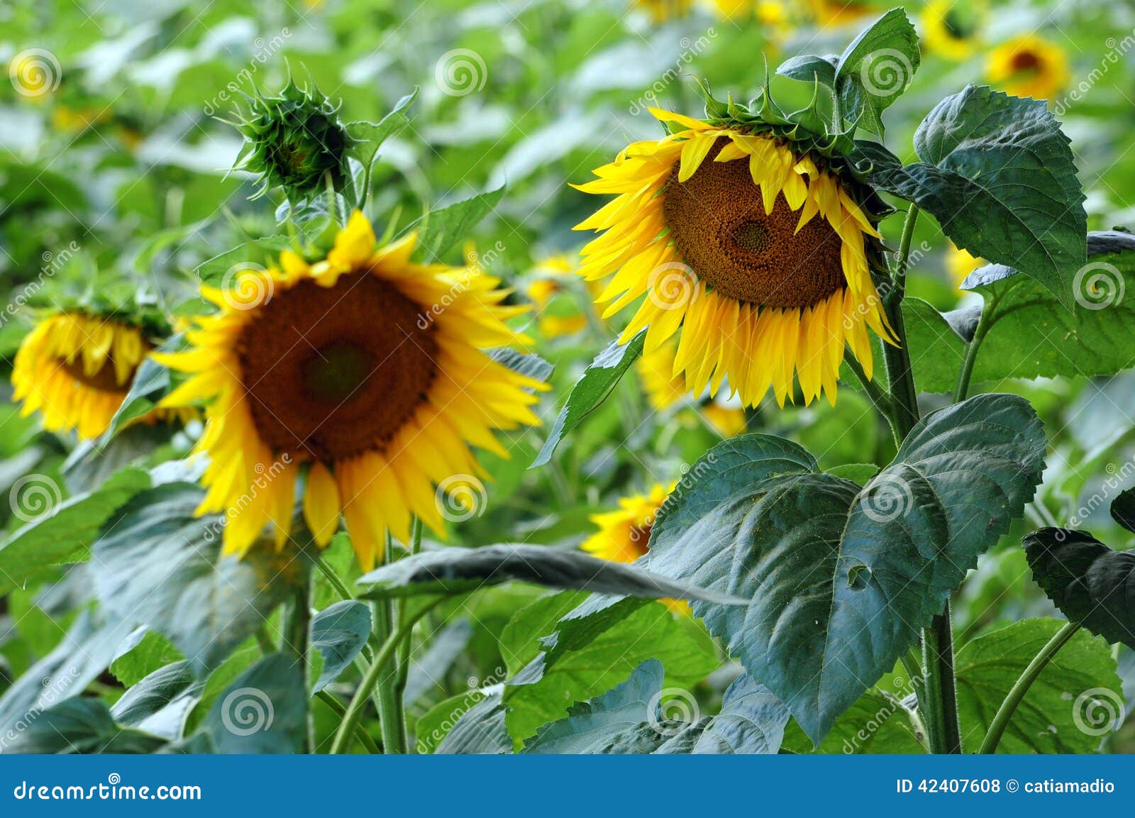 Two sunflowers in field stock photo. Image of crop, plant 42407608