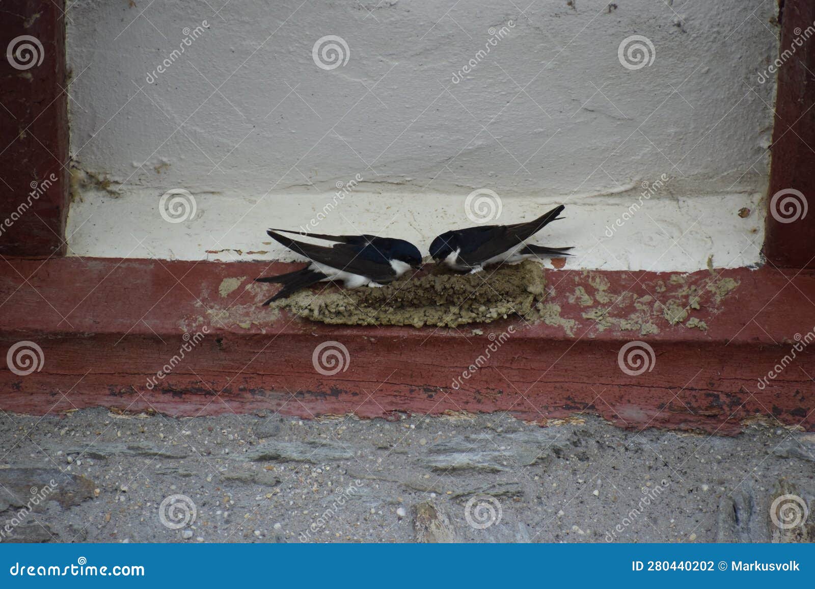 two swallows building a nest at red wood