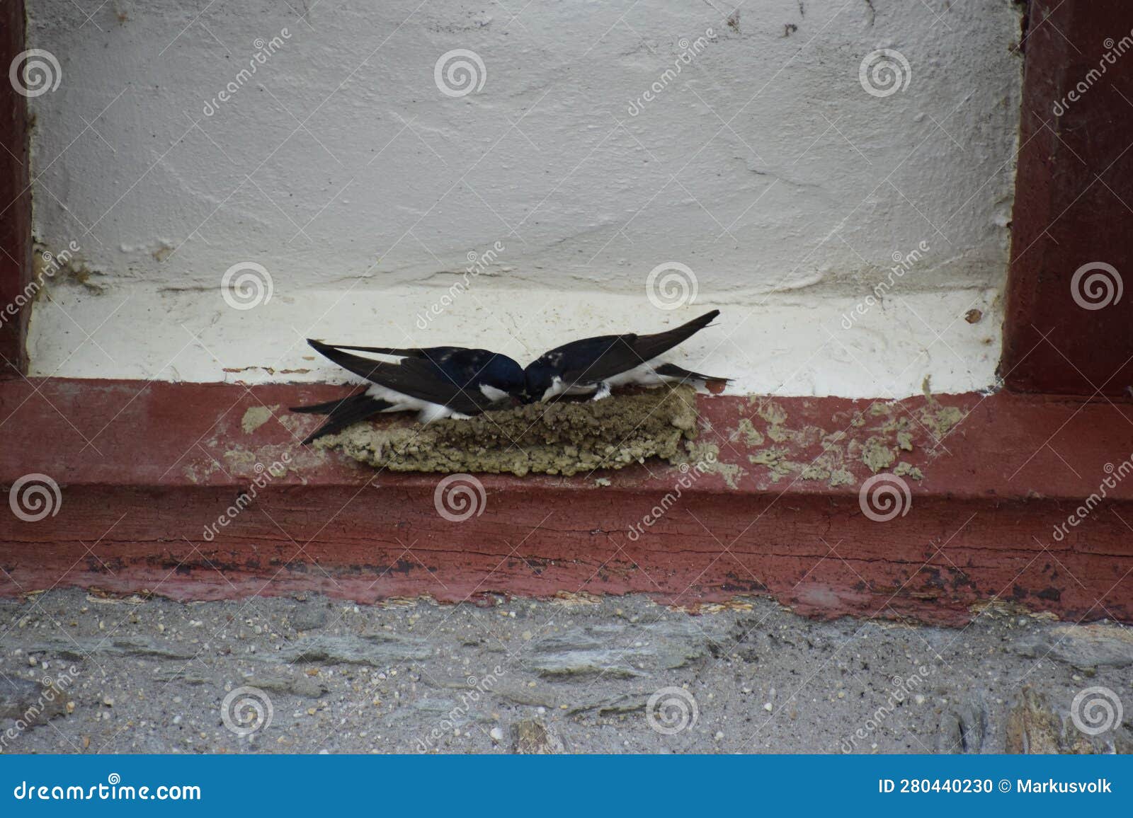 two swallows while building a nest at red wood