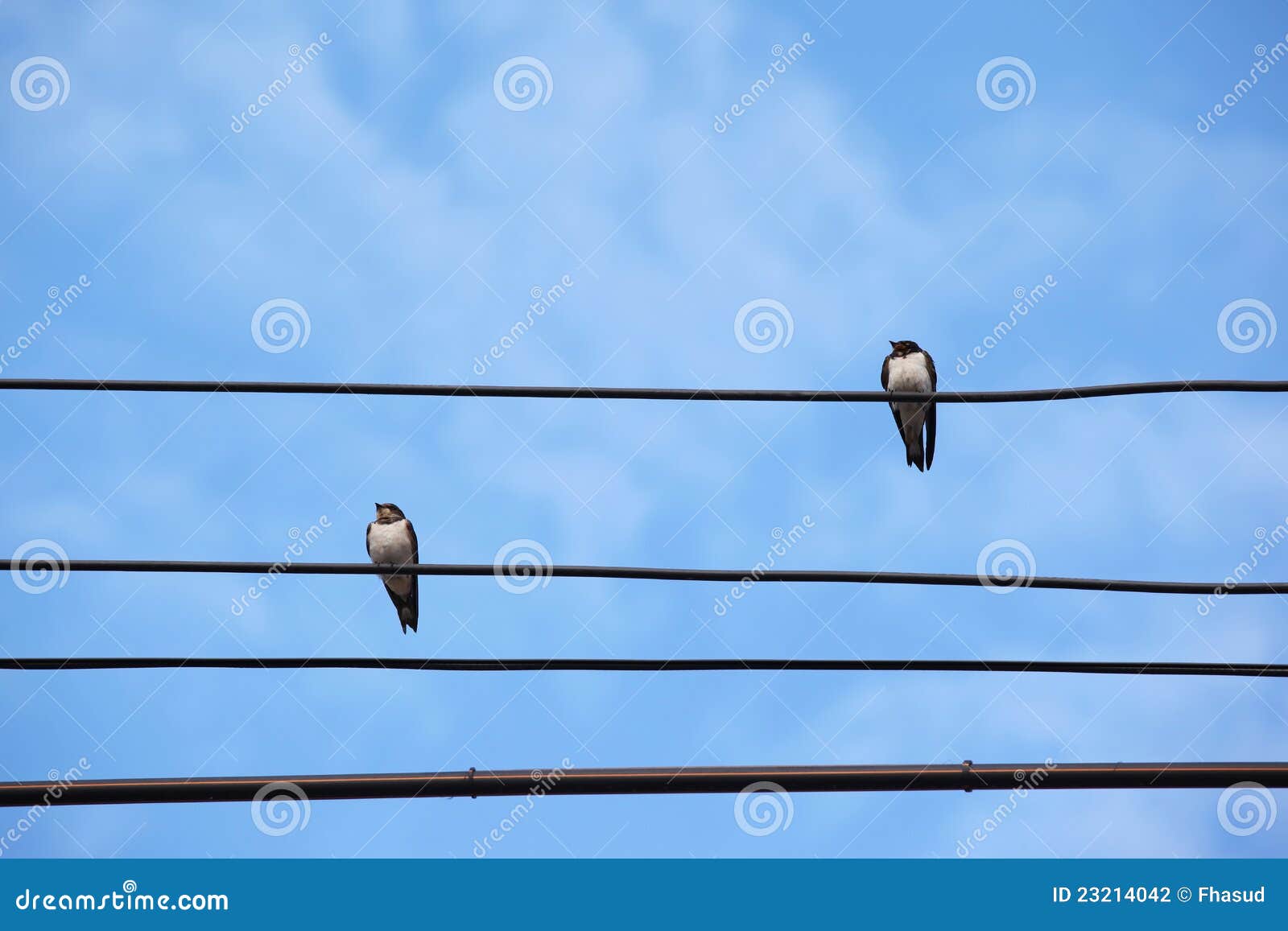 two swiftlets on main wire
