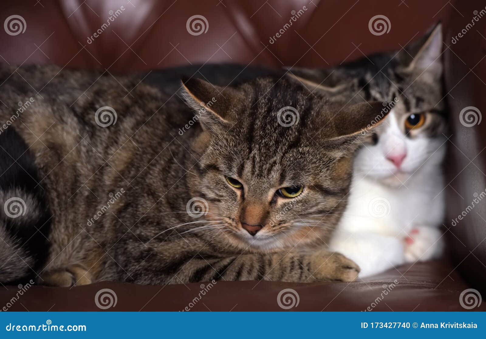 Two tabby cats together stock photo. Image of baby, color - 173427740