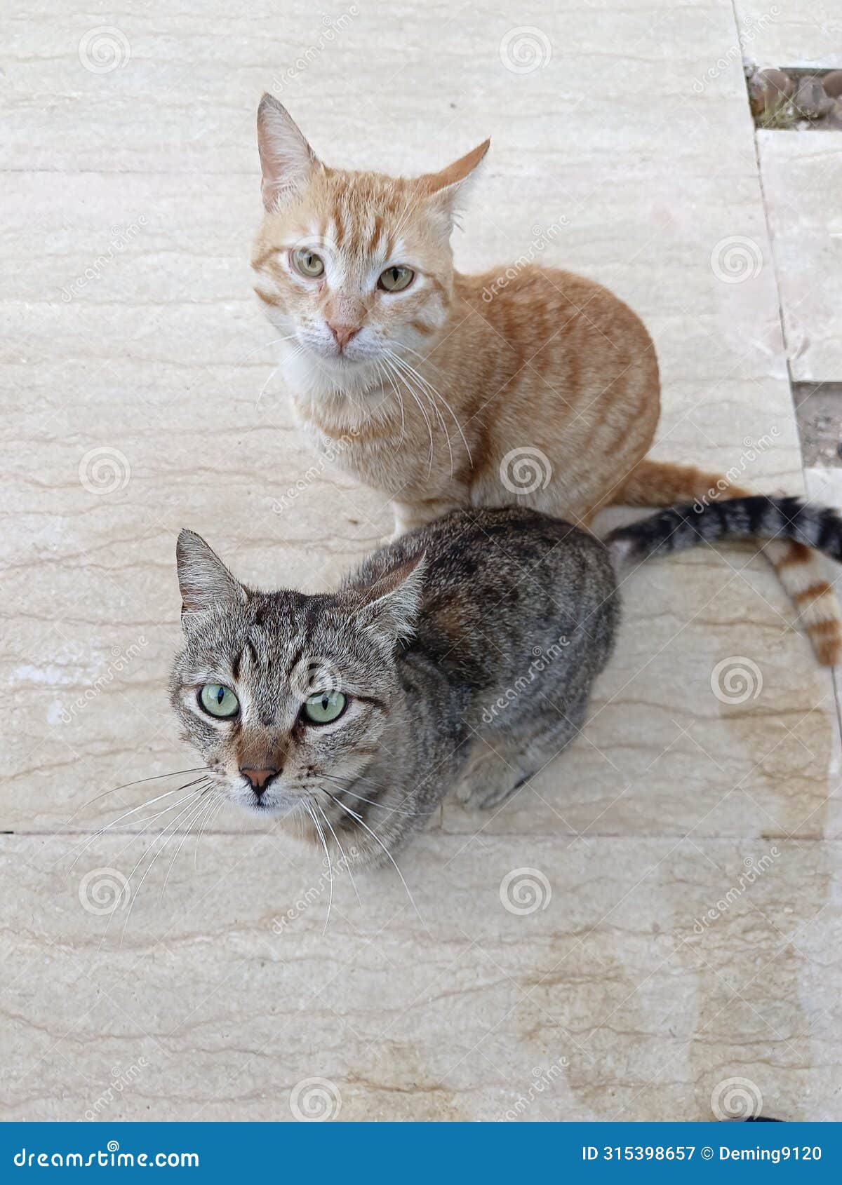 two tabby cats visiting