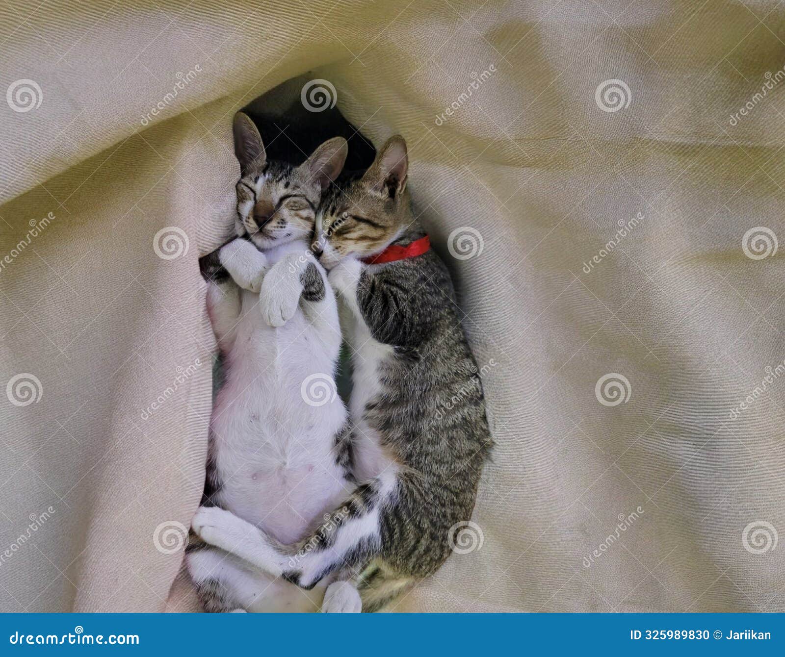 two tabby kittens sleeping cuddled on beige blanket