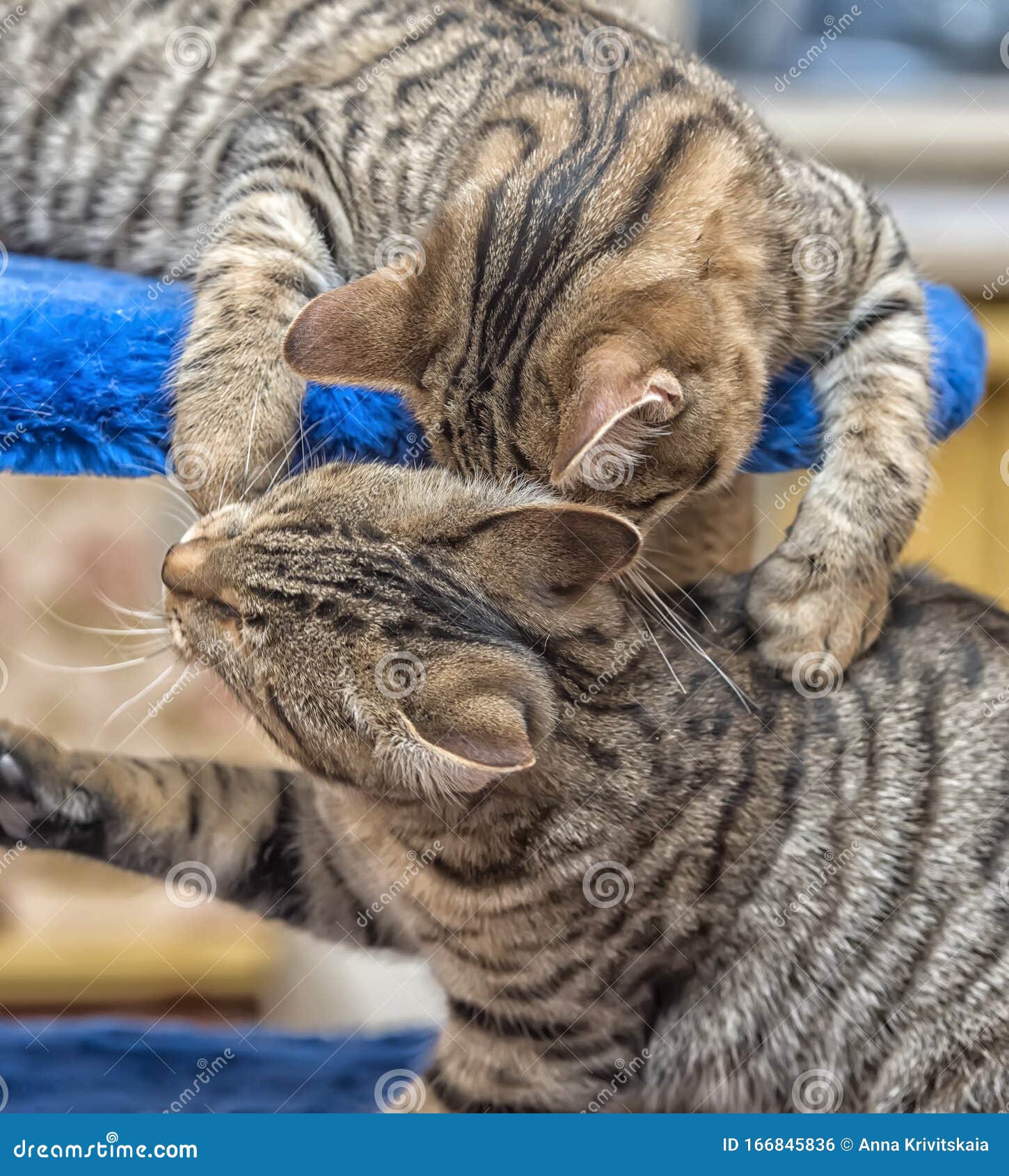 Two tabby young cats play stock photo. Image of puppy 166845836