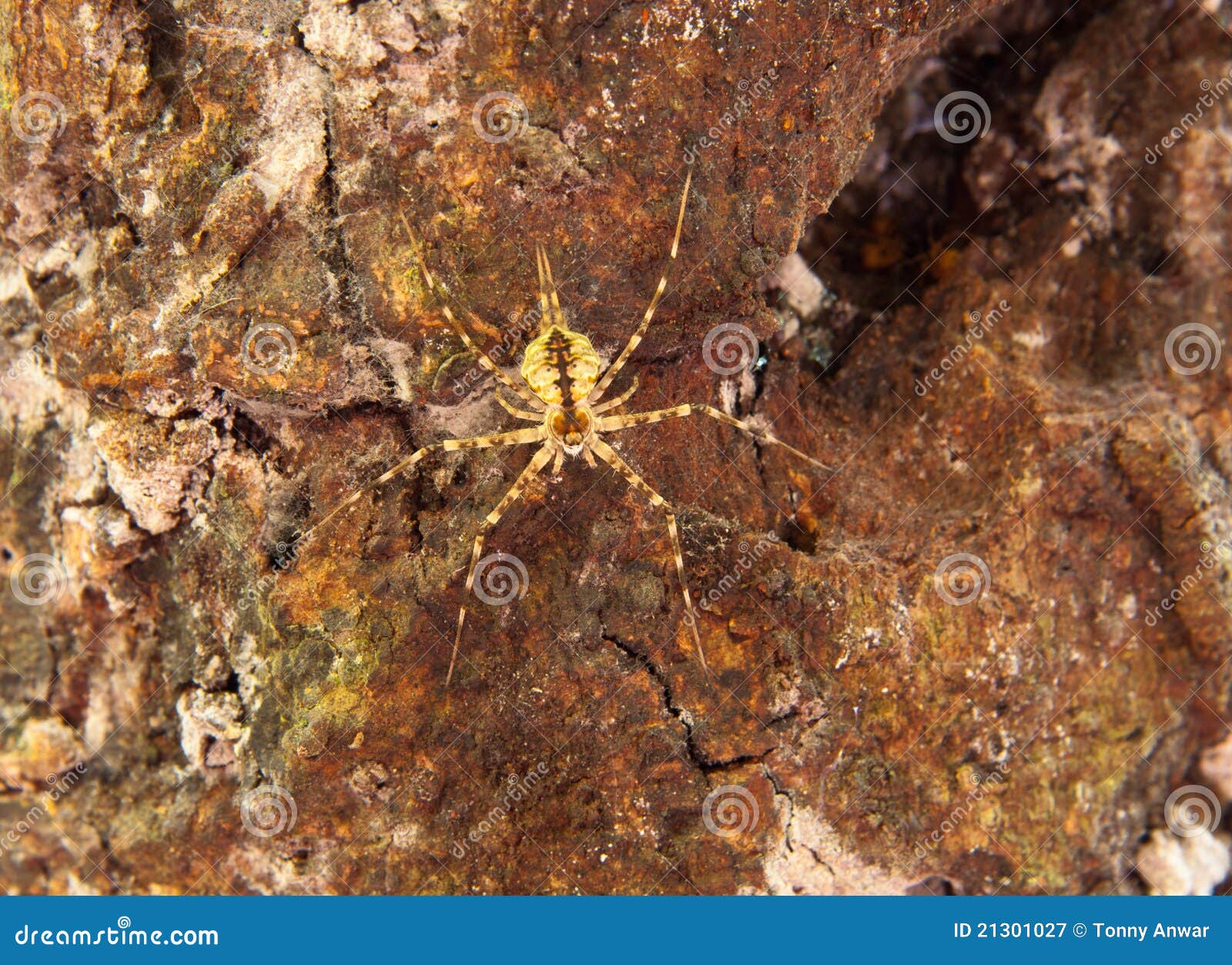 A hersiliid spider or also commonly called two tailed spider camouflage on a tree trunk