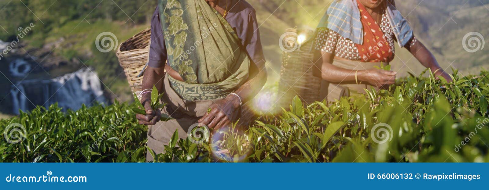 two tea pickers smile as they pick leaves concept