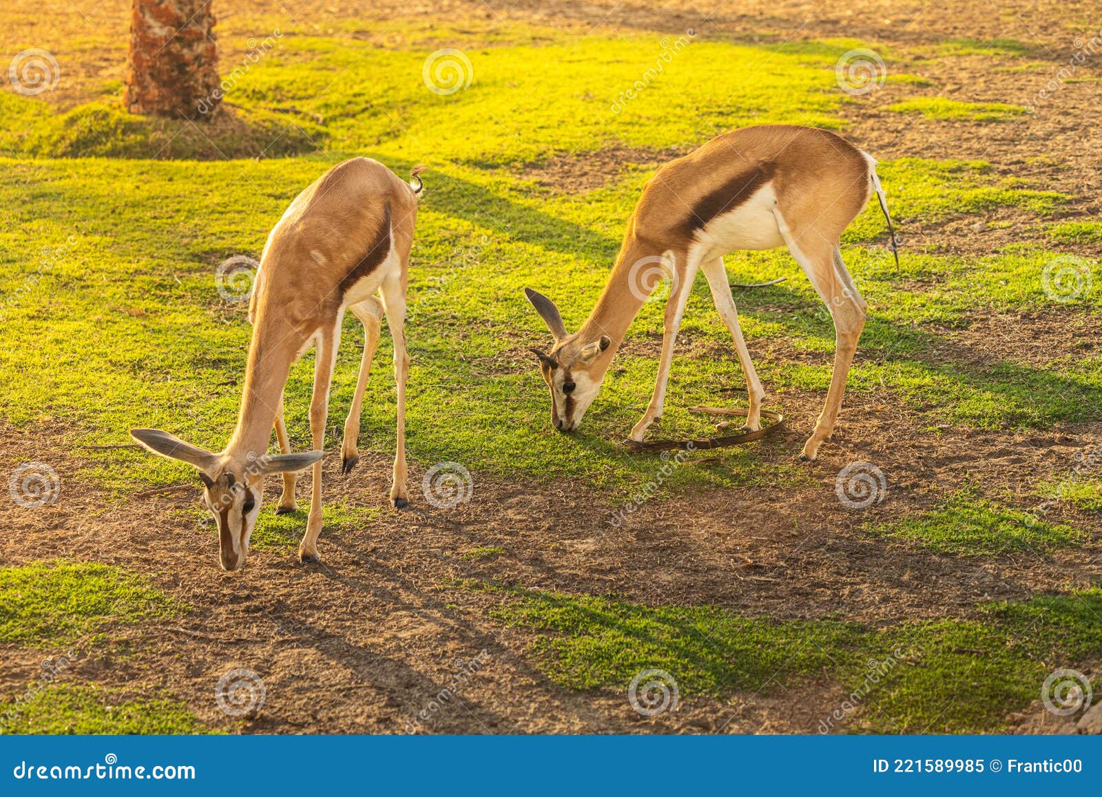 315 Red Gazelle Stock Photos, High-Res Pictures, and Images