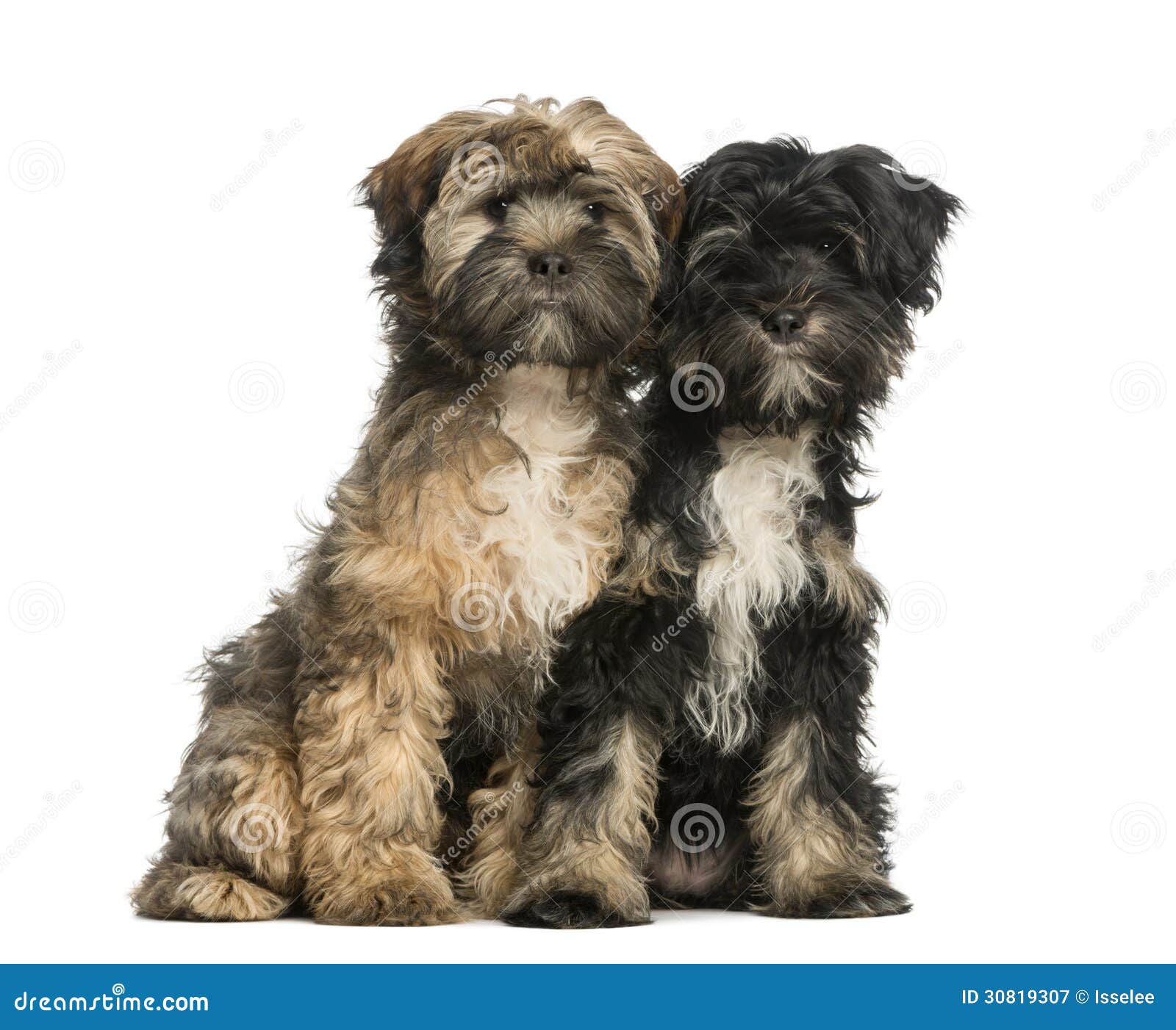 Two Tibetan Terrier 4 Months Old Sitting And Facing Stock Image Image Of Canine Sitting 30819307