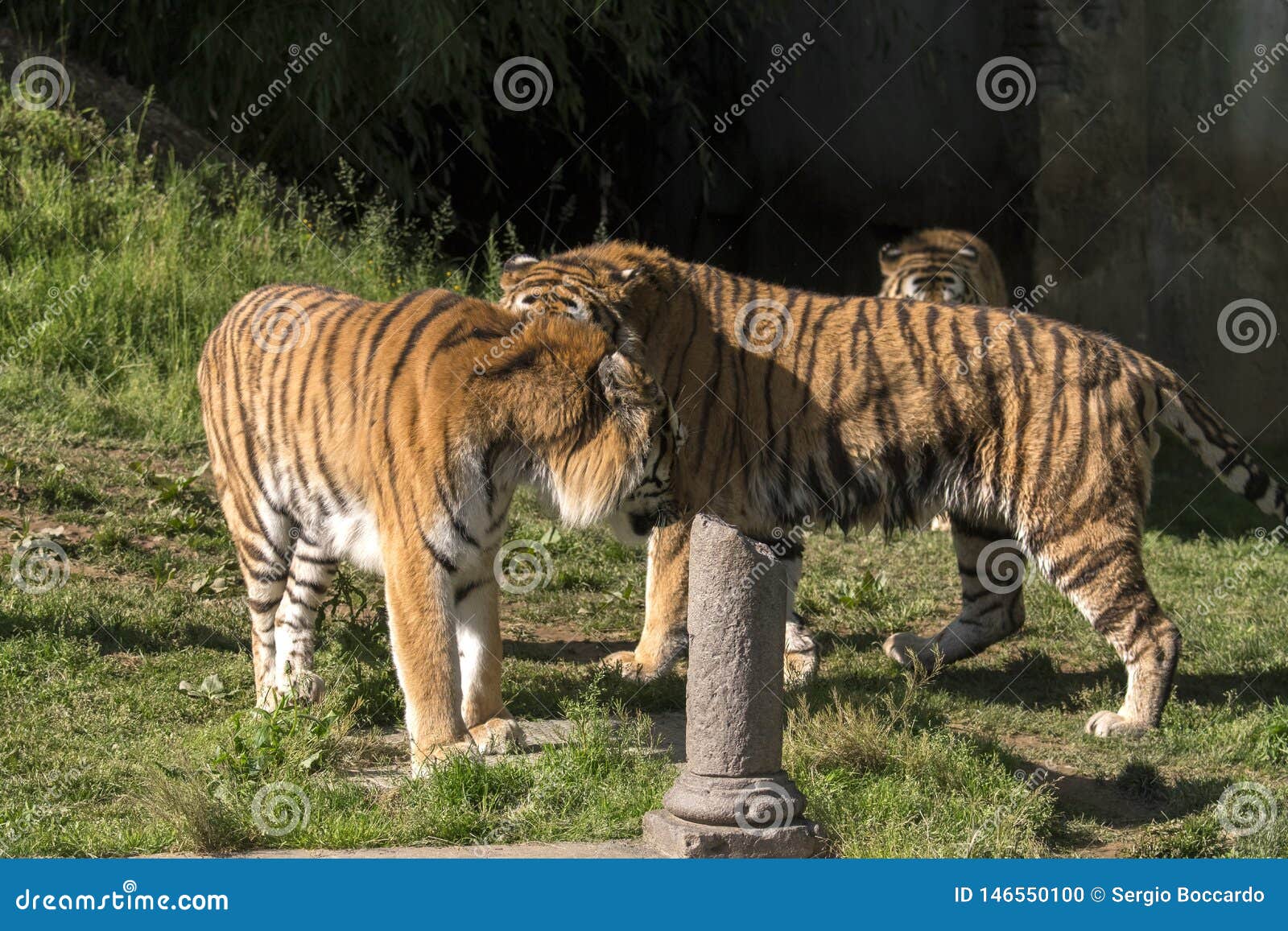 Two young Bengal Tiger Cubs play-fighting at Cougar Mountain Zoo Stock  Photo - Alamy