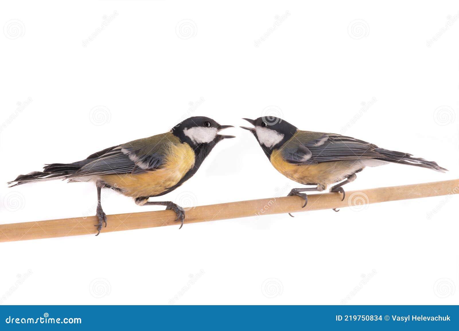 Tits Fighting