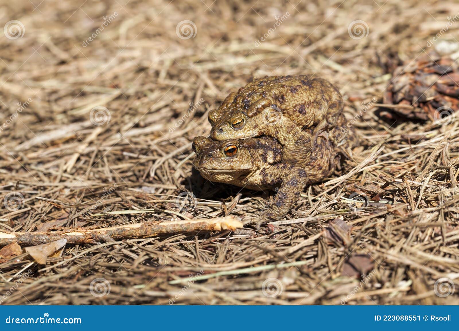 Two Toads in the Breeding Season Stock Image Image of crawl, animal