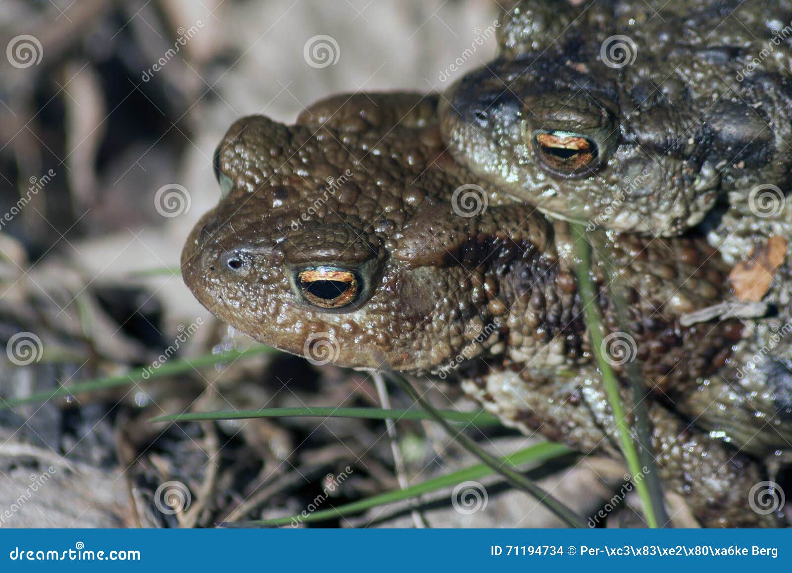 Two toads in love stock photo. Image of toads, close 71194734