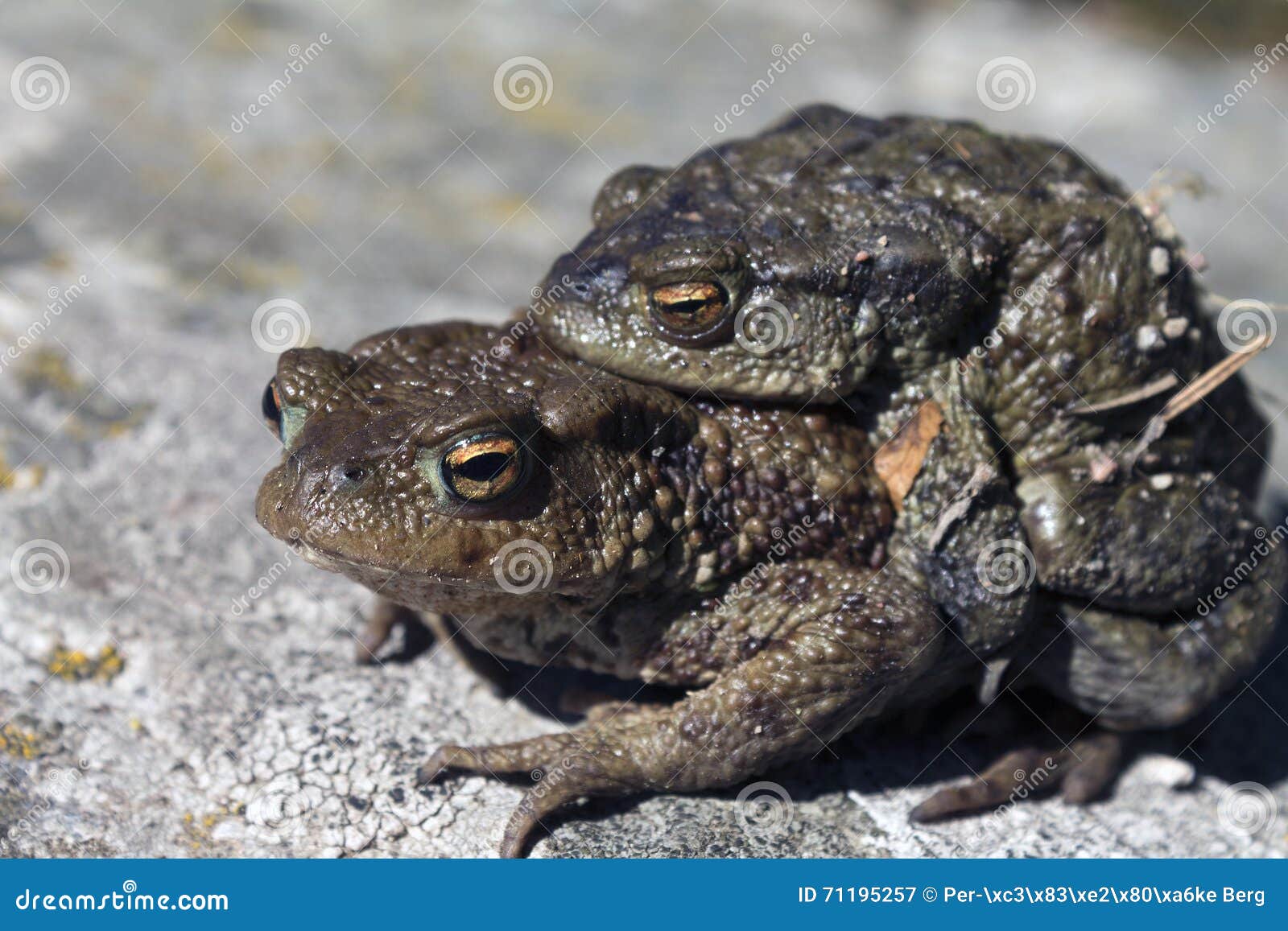 Two toads in love stock image. Image of organism, newt 71195257