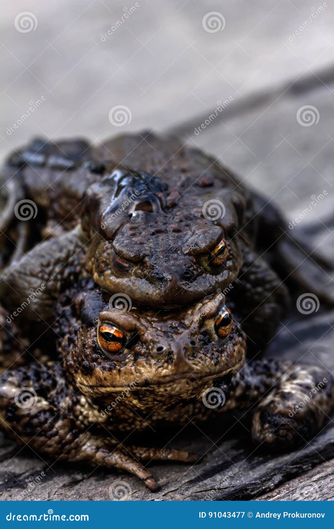 Two toads. Love. stock image. Image of amphibian, season 91043477