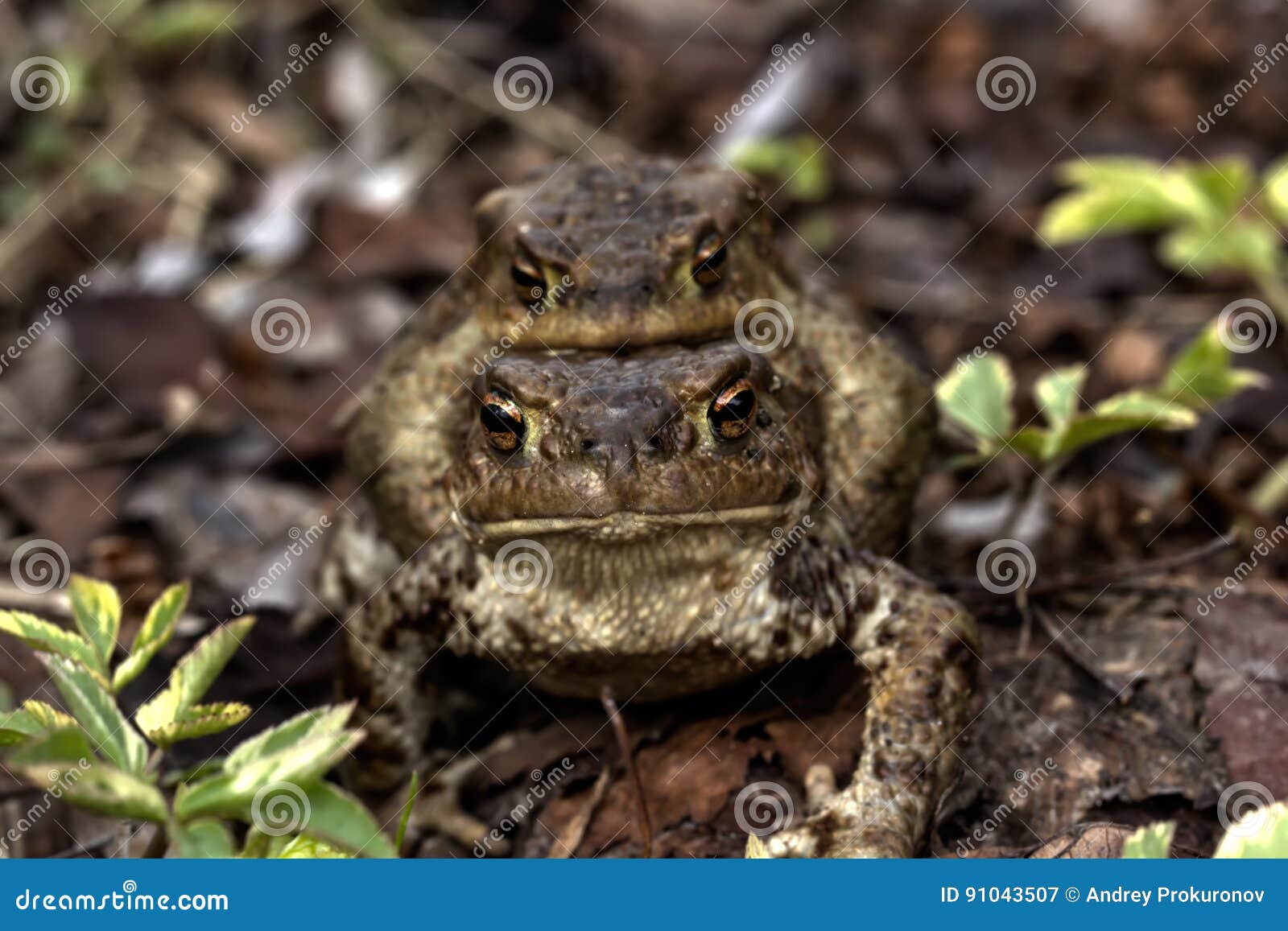 Two toads. Love. stock image. Image of reproduction, frogs 91043507