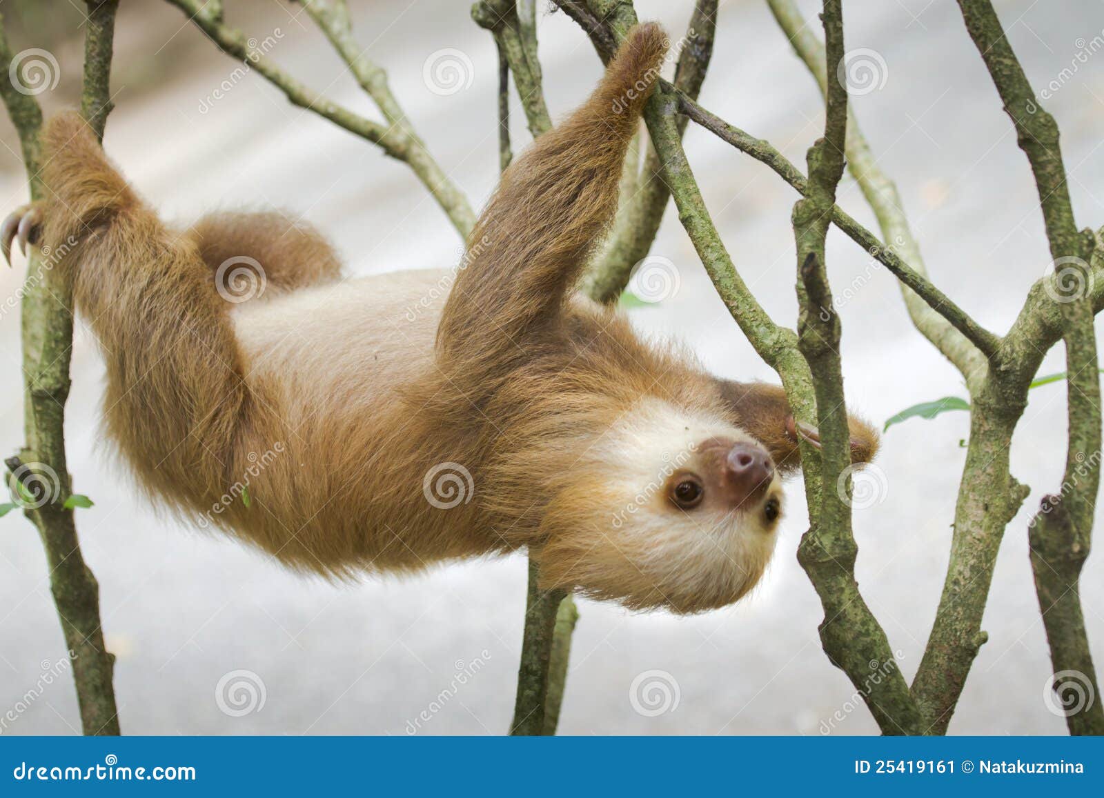 two-toed sloth