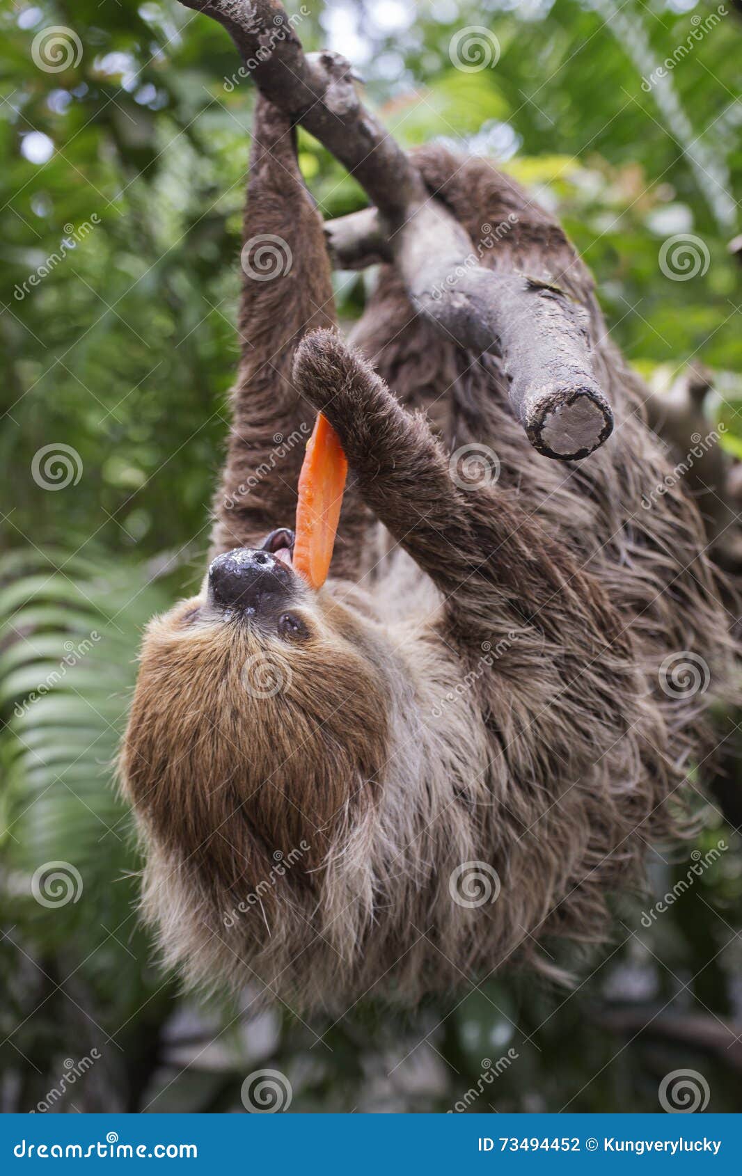 Twotoed Sloth Eating Carrot Stock Photo Image of brown, forest 73494452