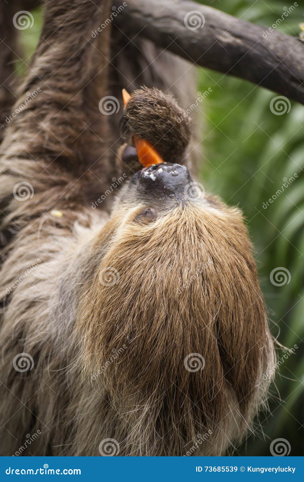 Twotoed Sloth Eating Carrot Stock Image Image of hoffmann, america