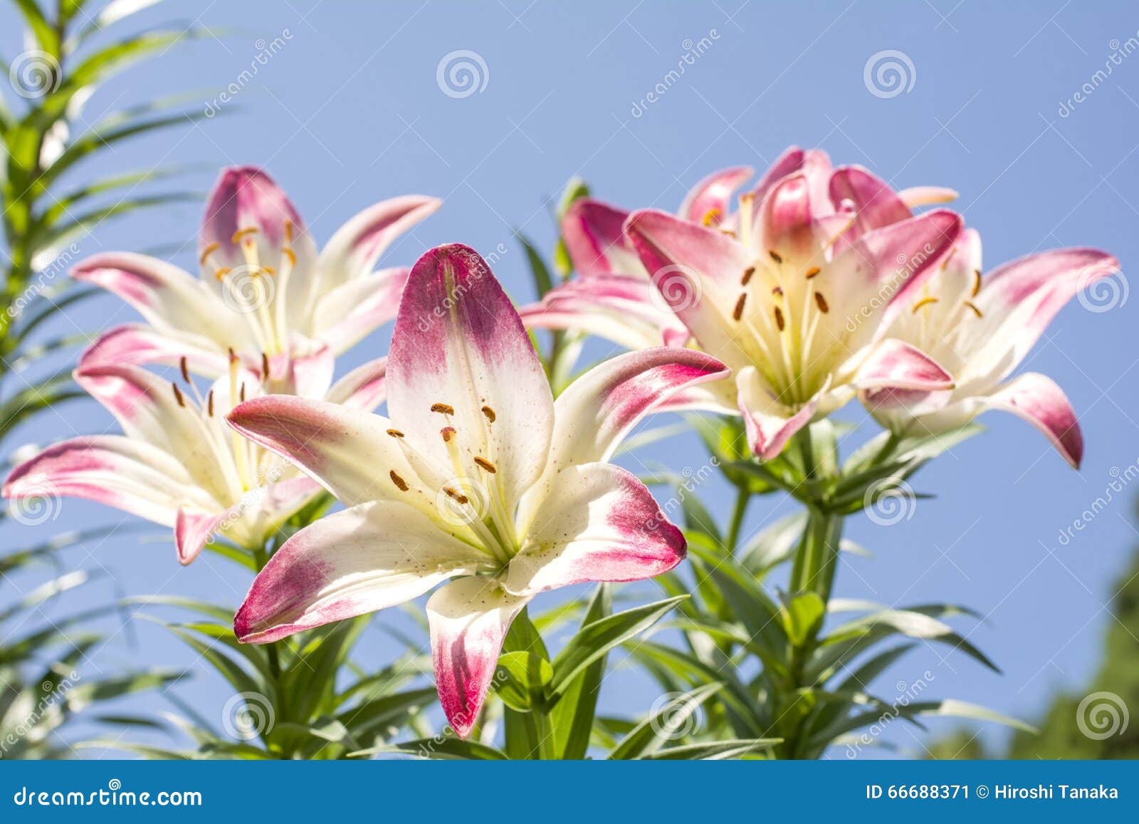 Two tone asian lily stock image. Image of elegans, brightly - 66688371