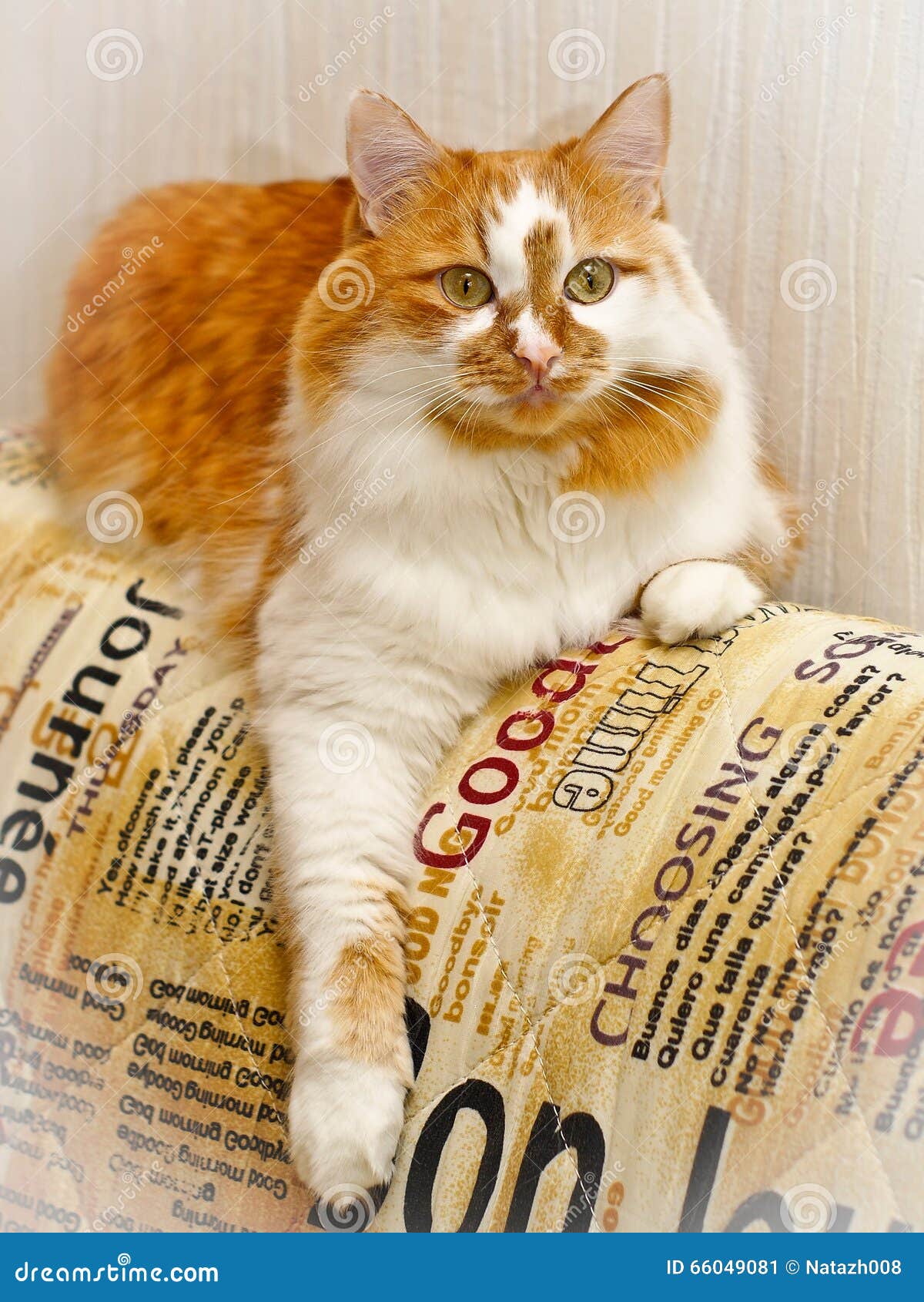 Twotone Red and White Spotted Cat Stock Image Image of little