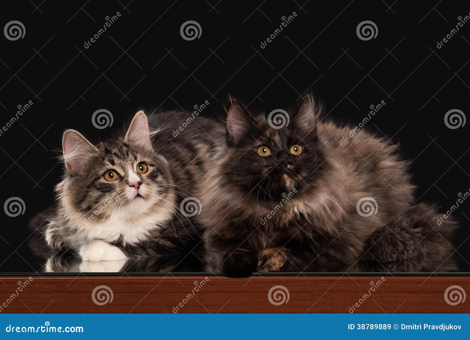 Two Tortoise Siberian Kittens on Black Background Stock Image - Image ...