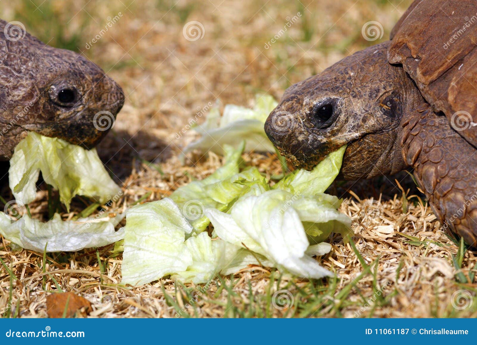 Two Tortoises Eating Lettuce Leaves Stock Image Image of cold, house