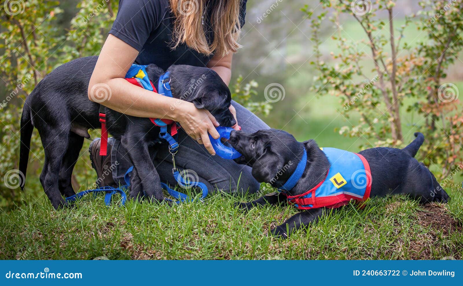 two trainee labradore puppies playing before a training session