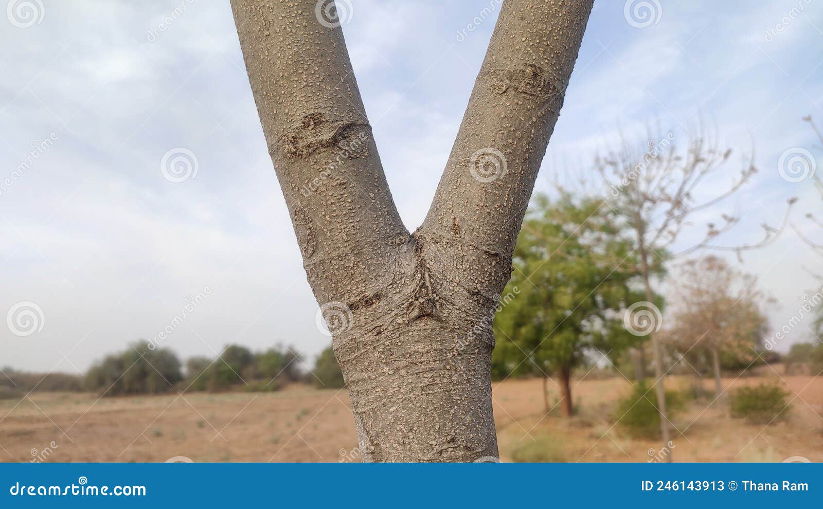 v  tree trunk, close up image