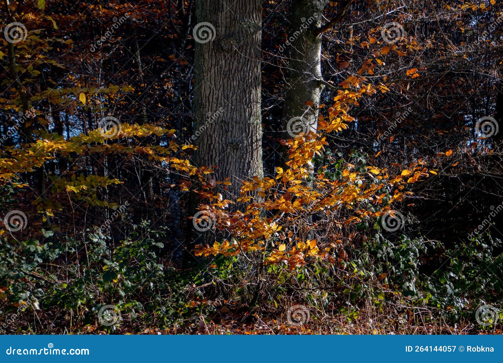 Two Tree Trunks with Branches with Autumn Colored Leaves Stock Image