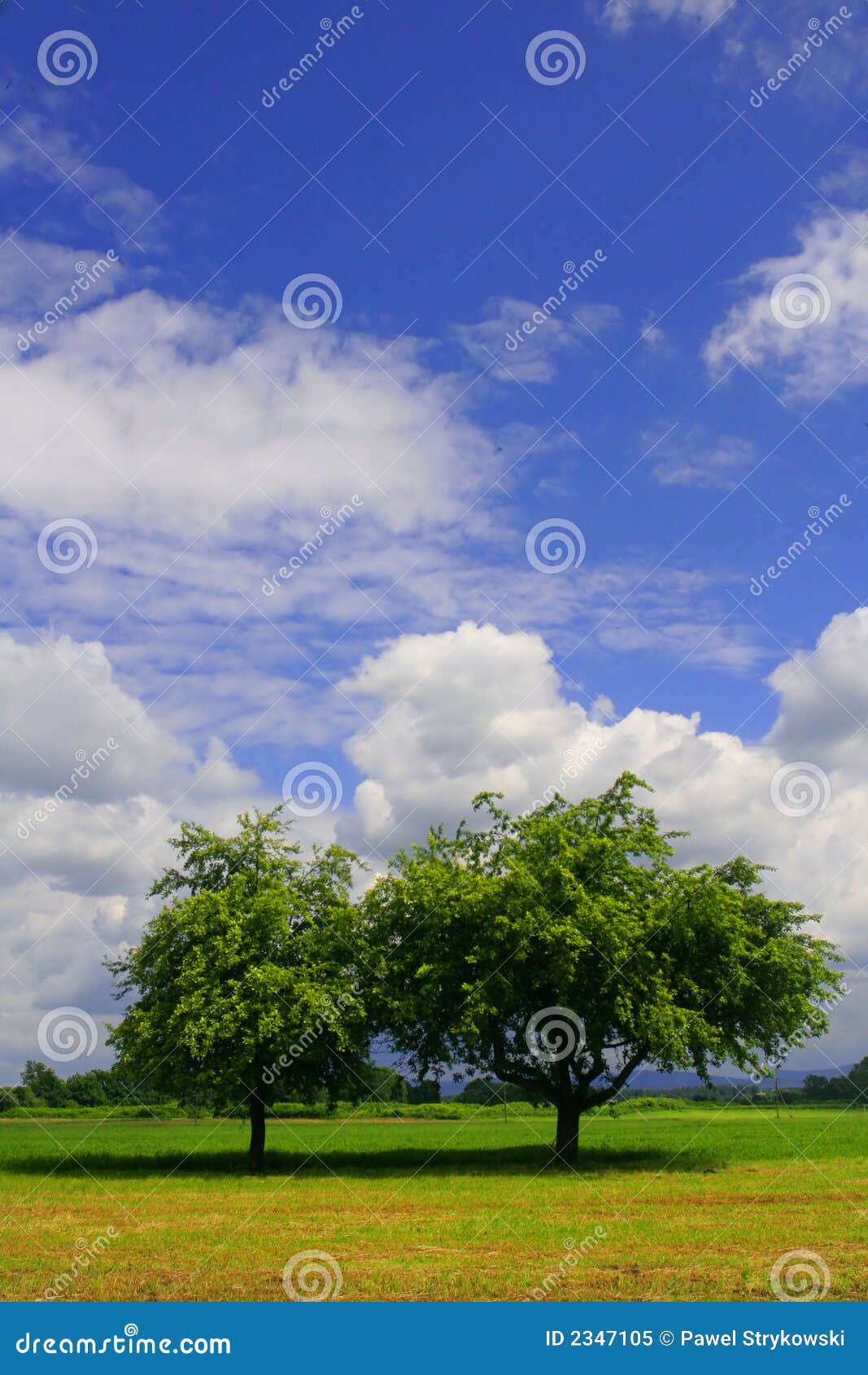 two trees on the acre