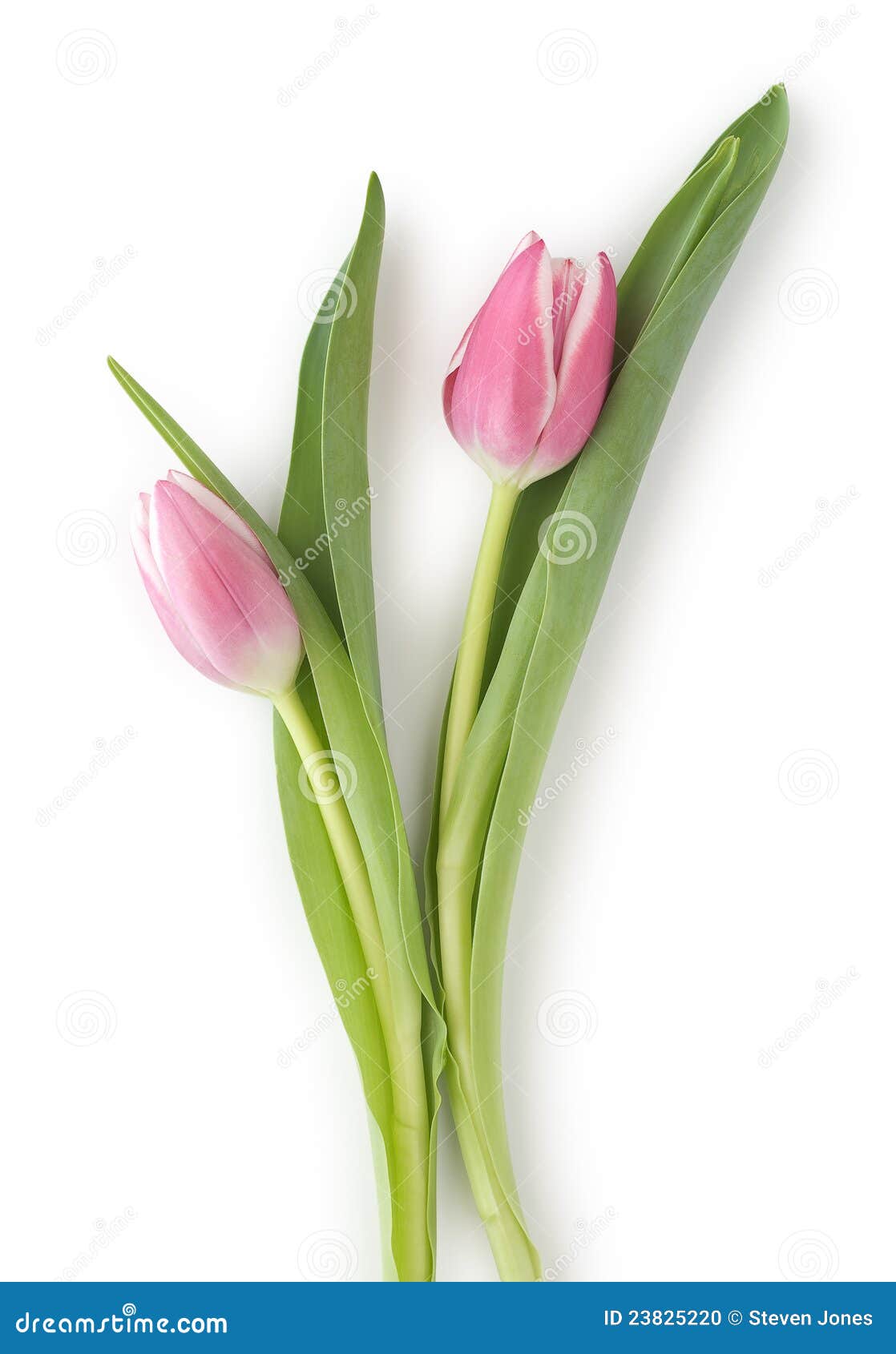 Two Tulips stock photo. Image of elegance, flowers, closeup - 23825220