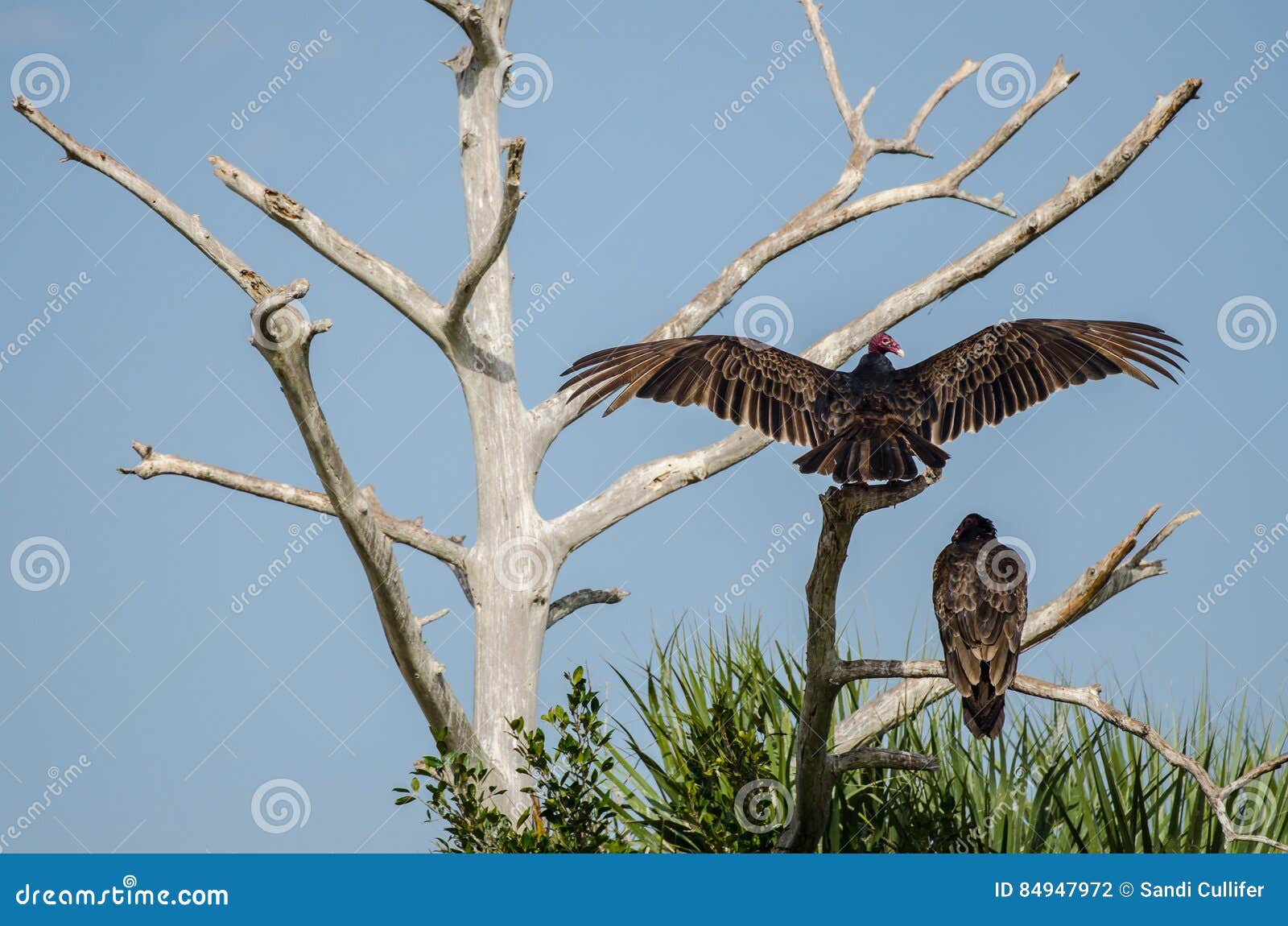 TWO TURKEY BUZZARDS in a TREE Stock Photo Image of frond, florida